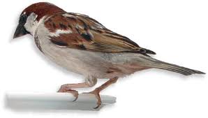 click for more haikus 